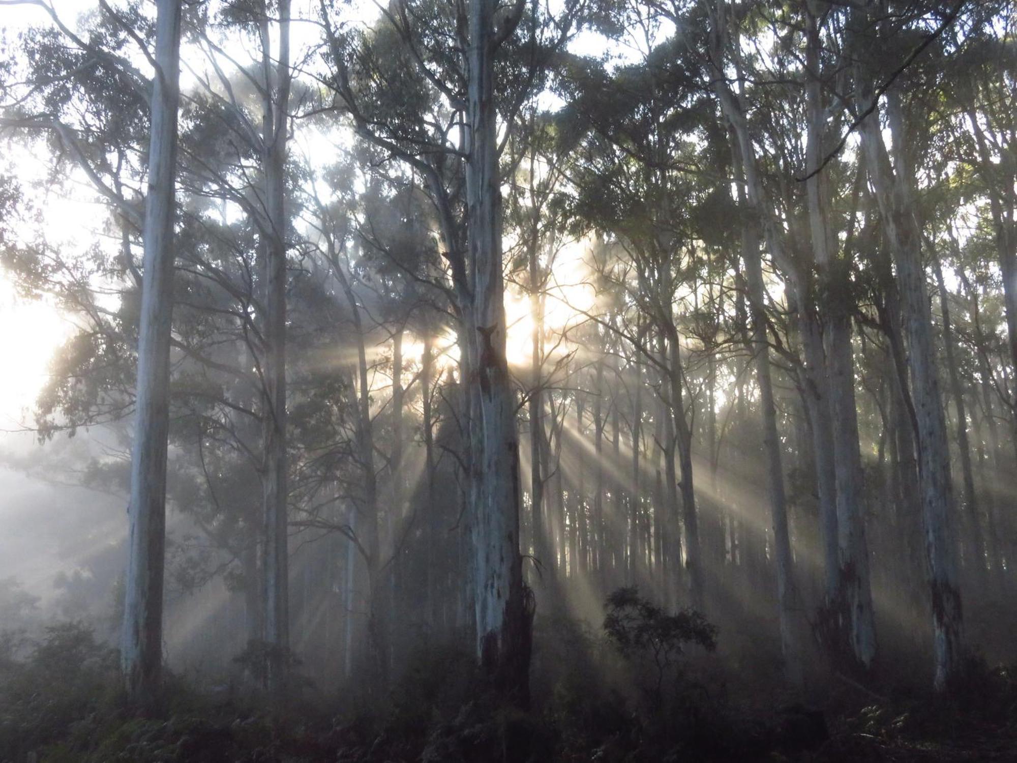 Sassafras Treehouse Private Home In The Dandenong Ranges, Victoria Dış mekan fotoğraf