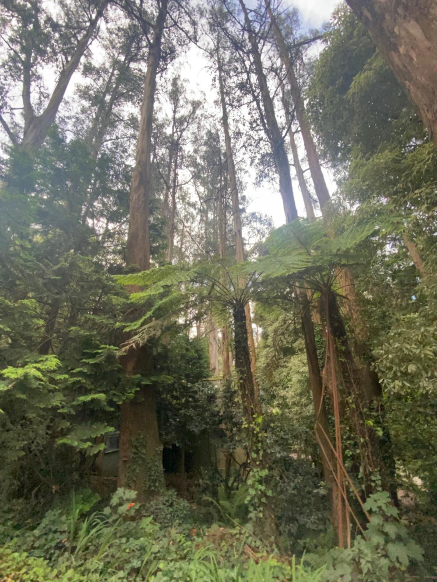 Sassafras Treehouse Private Home In The Dandenong Ranges, Victoria Dış mekan fotoğraf